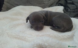 Italian Greyhound dogs for sale: 4 stunning Italian greyhound puppies  - Image 5