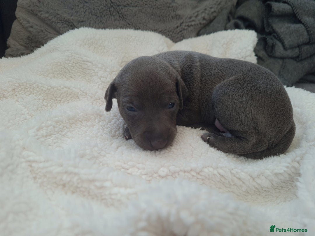 Italian Greyhound dogs for sale: 4 stunning Italian greyhound puppies  - Image 5