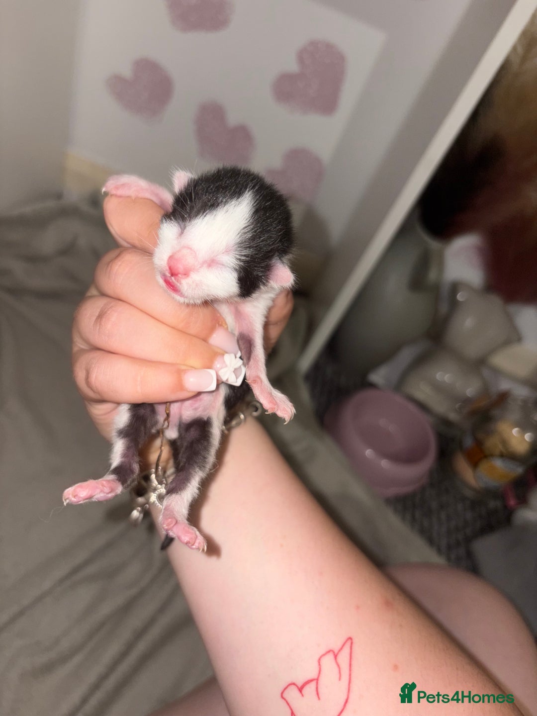 Domestic Shorthair cats for sale: Kittens for sale  - Image 15