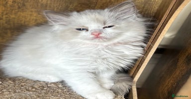 Ragdoll cats - Advert 10