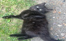 Mixed Breed cats for sale: Mixed breed  - Image 3