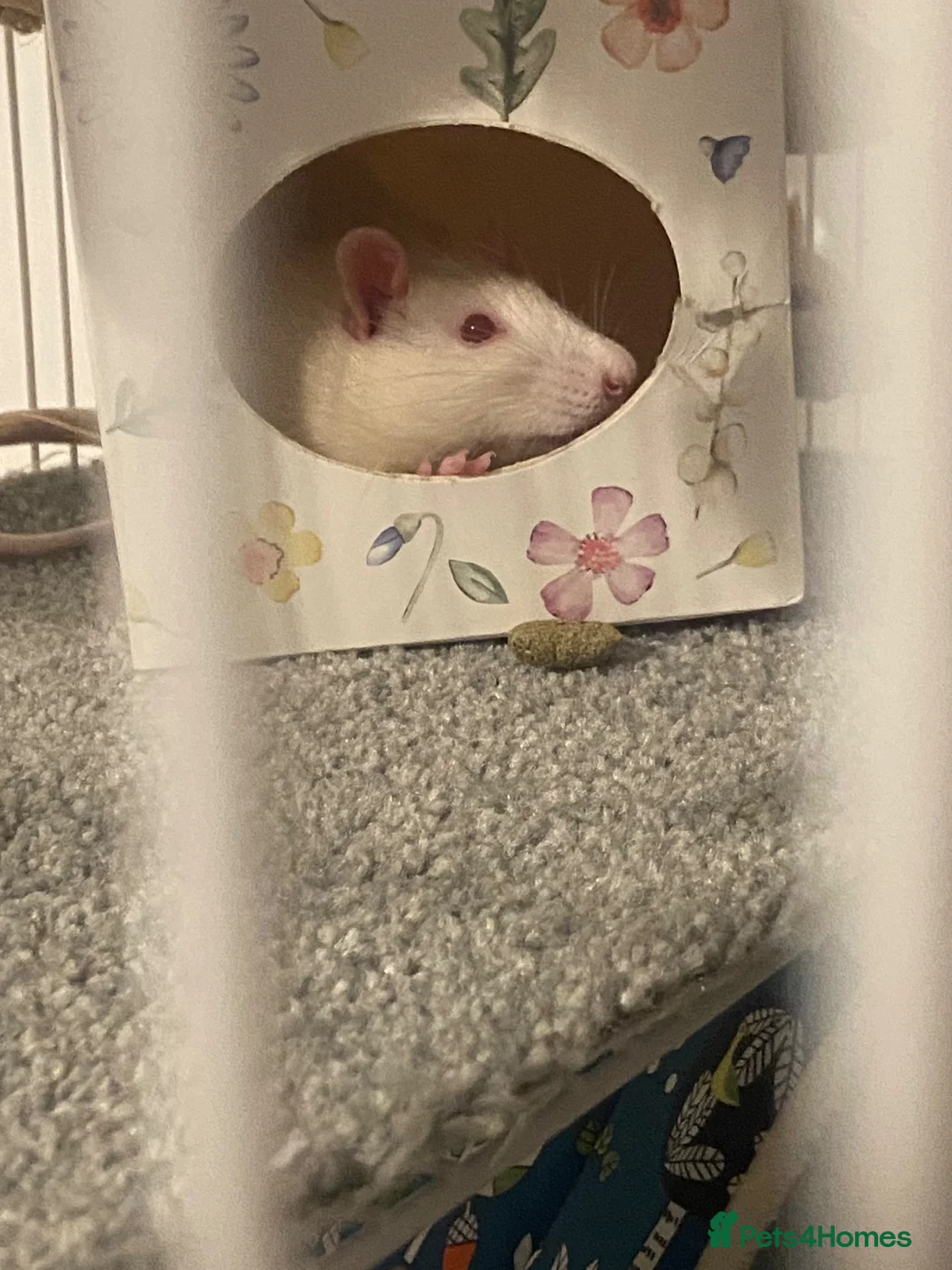 Rat rodents for sale: X2 white and beige male rats  - Advert 1