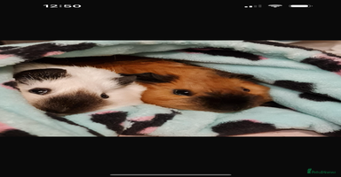 Guinea Pig rodents in Whitland - Advert 5
