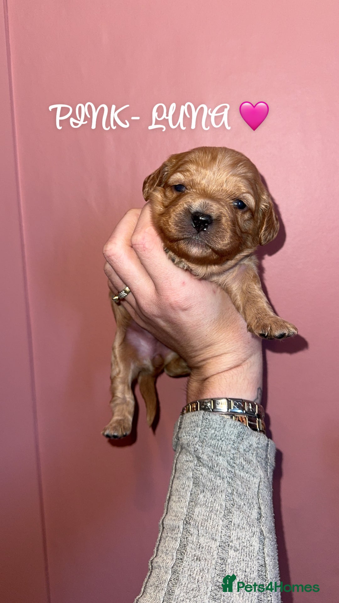 Cavapoo dogs for sale: F1b Cavapoo  - Image 5