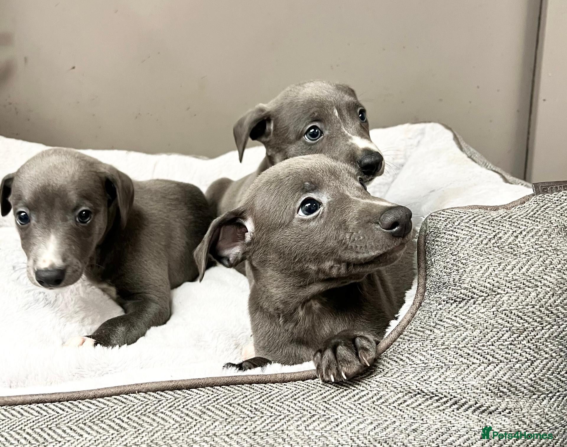 Whippet dogs Top Quality, KC registered, Whippet puppiess - Advert 4