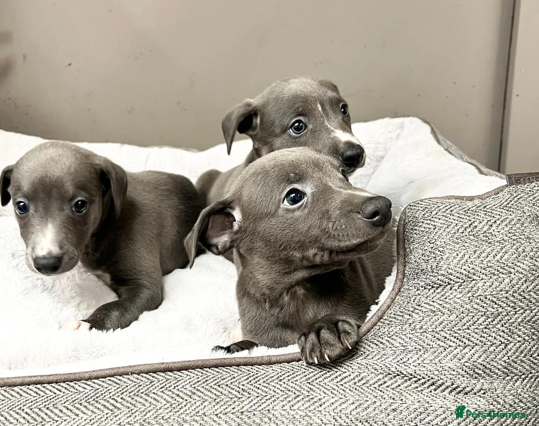 Whippet dogs for sale: Top Quality, KC registered, Whippet puppiess - Advert 1