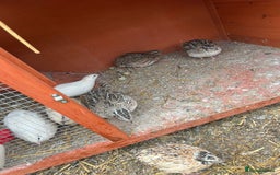 Quail poultry for sale: Coturnix quail for sale - Image 5