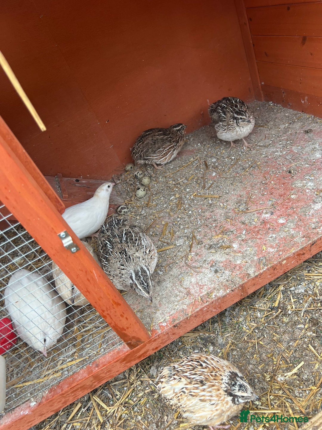 Quail poultry for sale: Coturnix quail for sale - Image 5