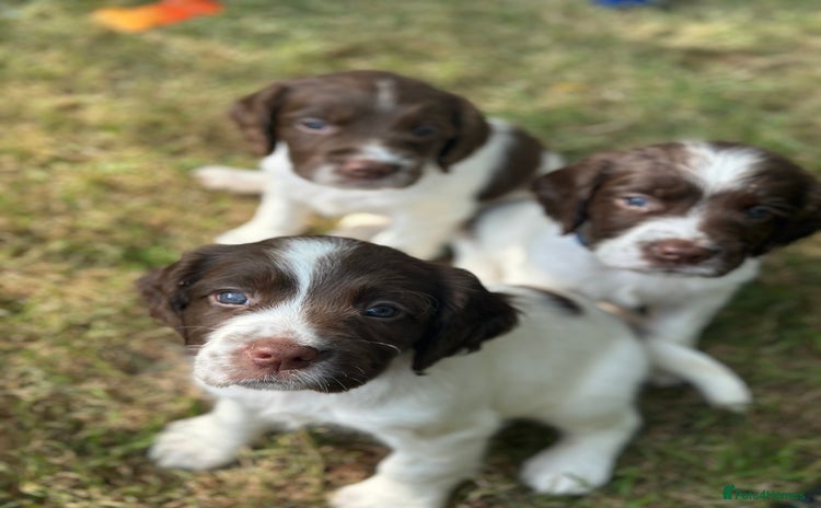 English Springer Spaniel dogs - Advert 3