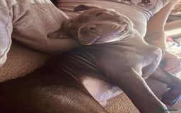 Staffordshire Bull Terrier dogs for sale: Rehoming our blue staff - Image 2