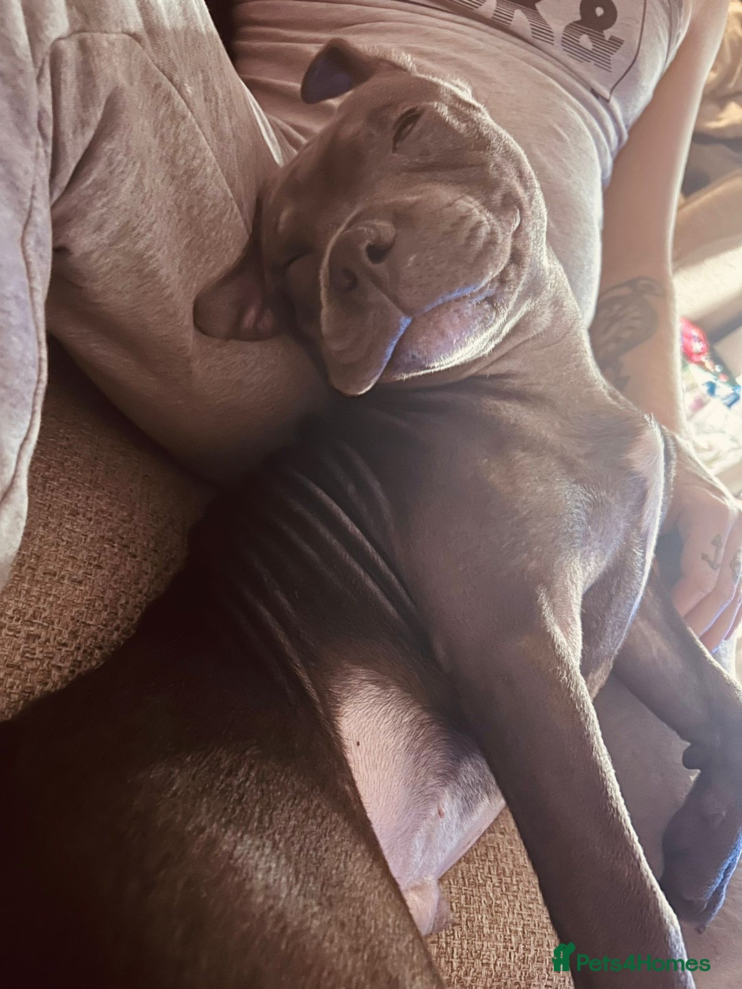 Staffordshire Bull Terrier dogs for sale: Rehoming our blue staff - Image 2