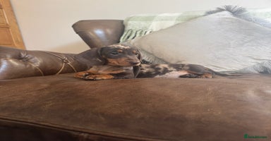 Miniature Dachshund dogs - Advert 13