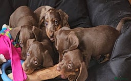 Miniature Dachshund dogs for sale: Stunning litter of miniature daschounds  - Image 7