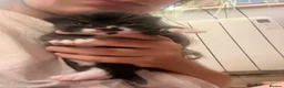 Mixed Breed cats for sale: Kittens  - Advert 13