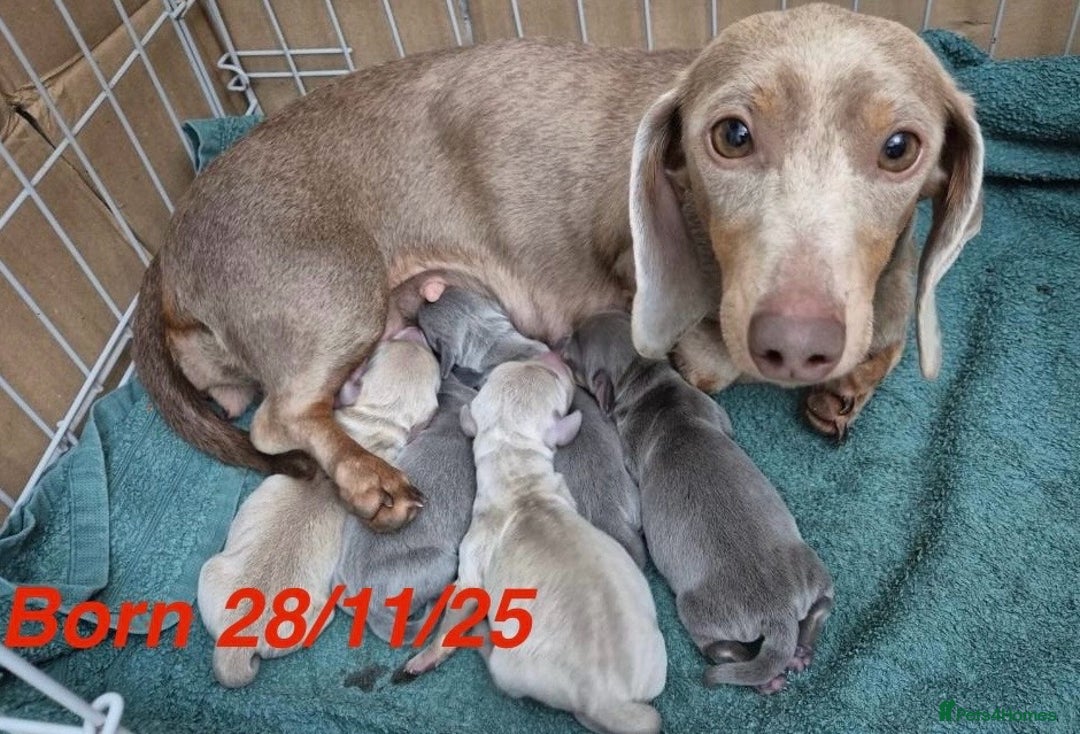 Miniature Dachshund dogs for stud: Chocolate Dapple Miniature Dachshund *STUD* - Advert 8