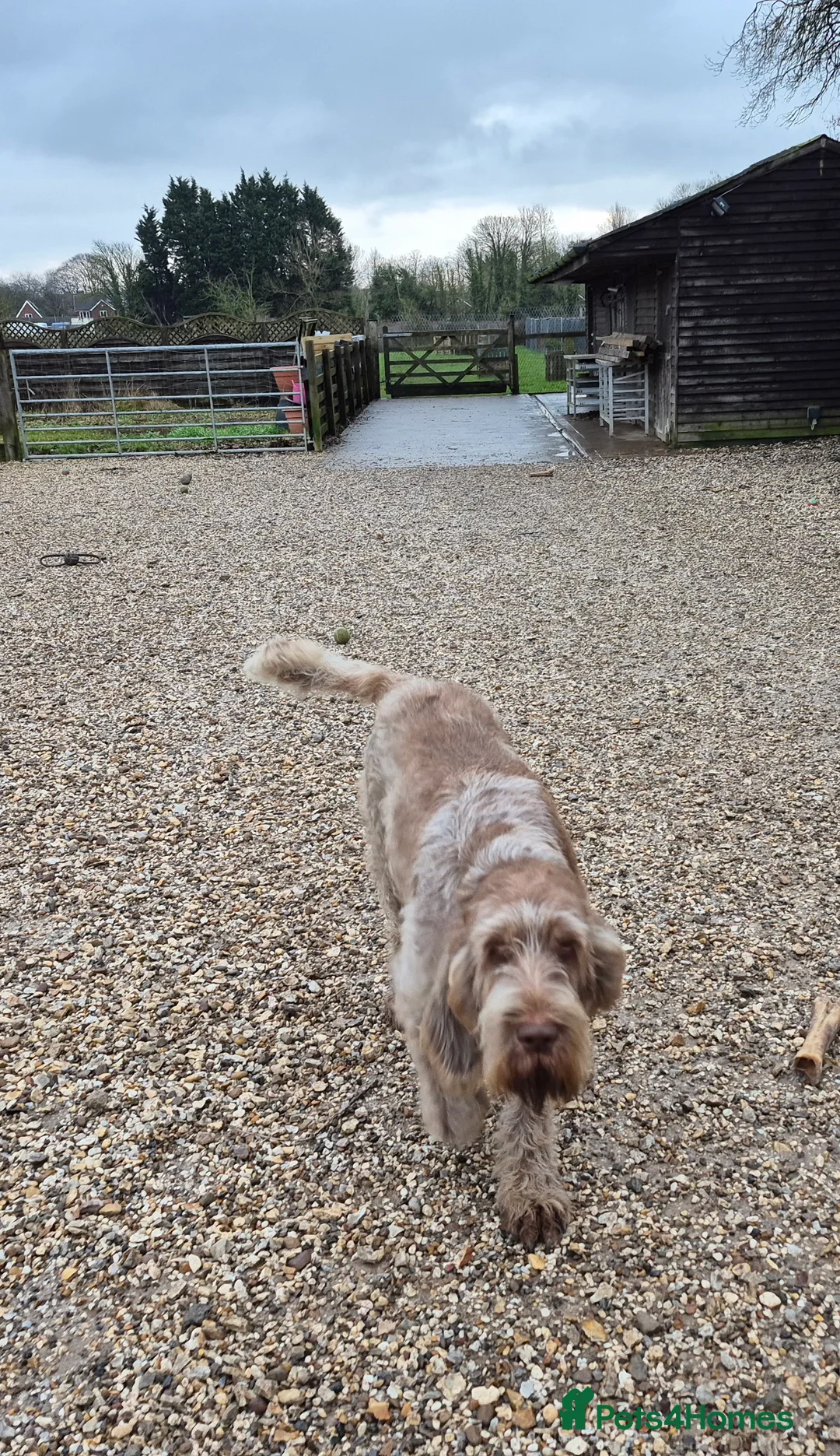 Italian Spinone dogs for sale: Italian Spinone Puppies Available  - Advert 2