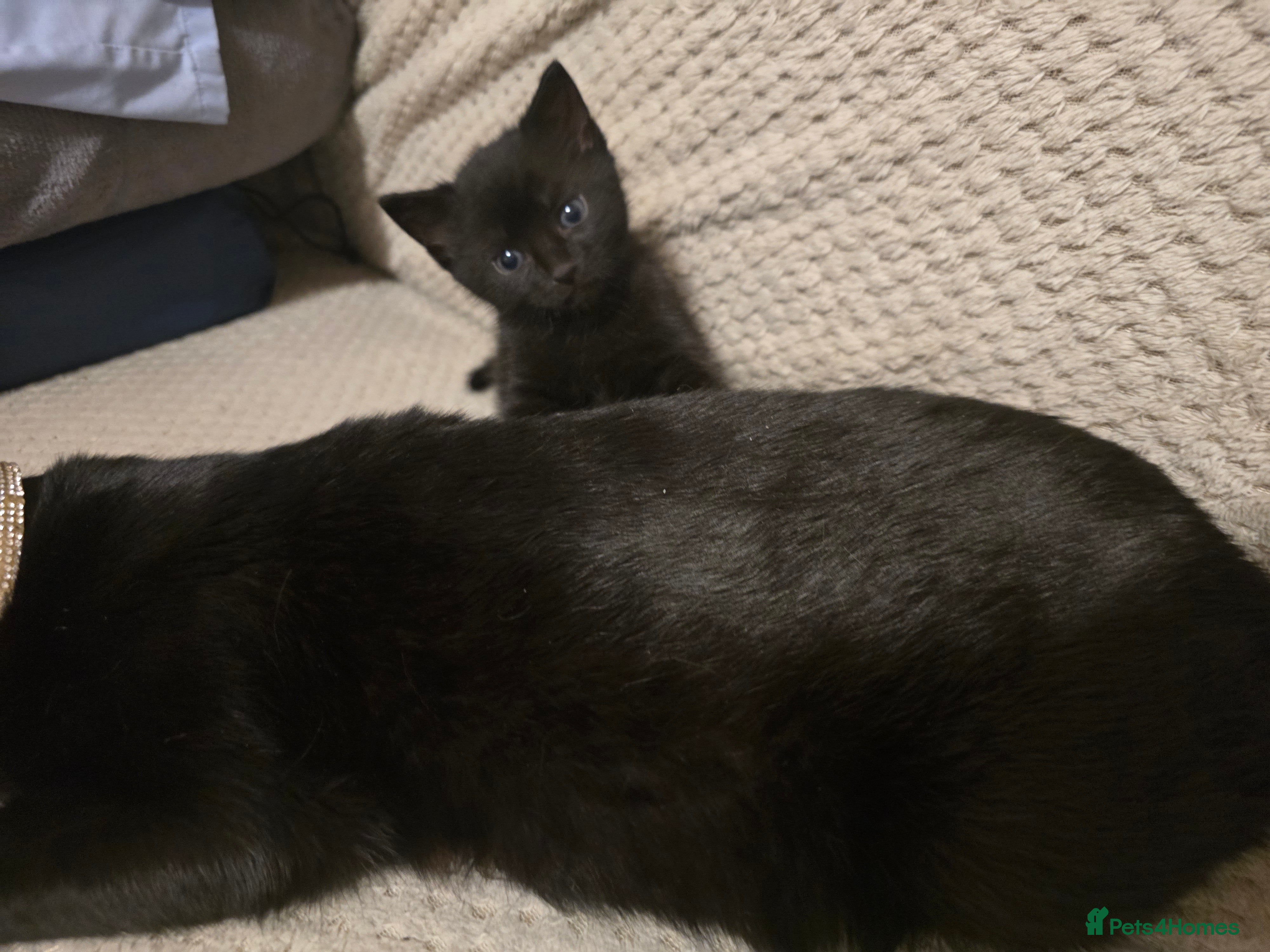 Domestic Shorthair cats 2 kittens - Advert 1