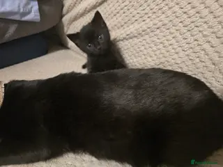 Domestic Shorthair cats 2 kittens - Advert 1