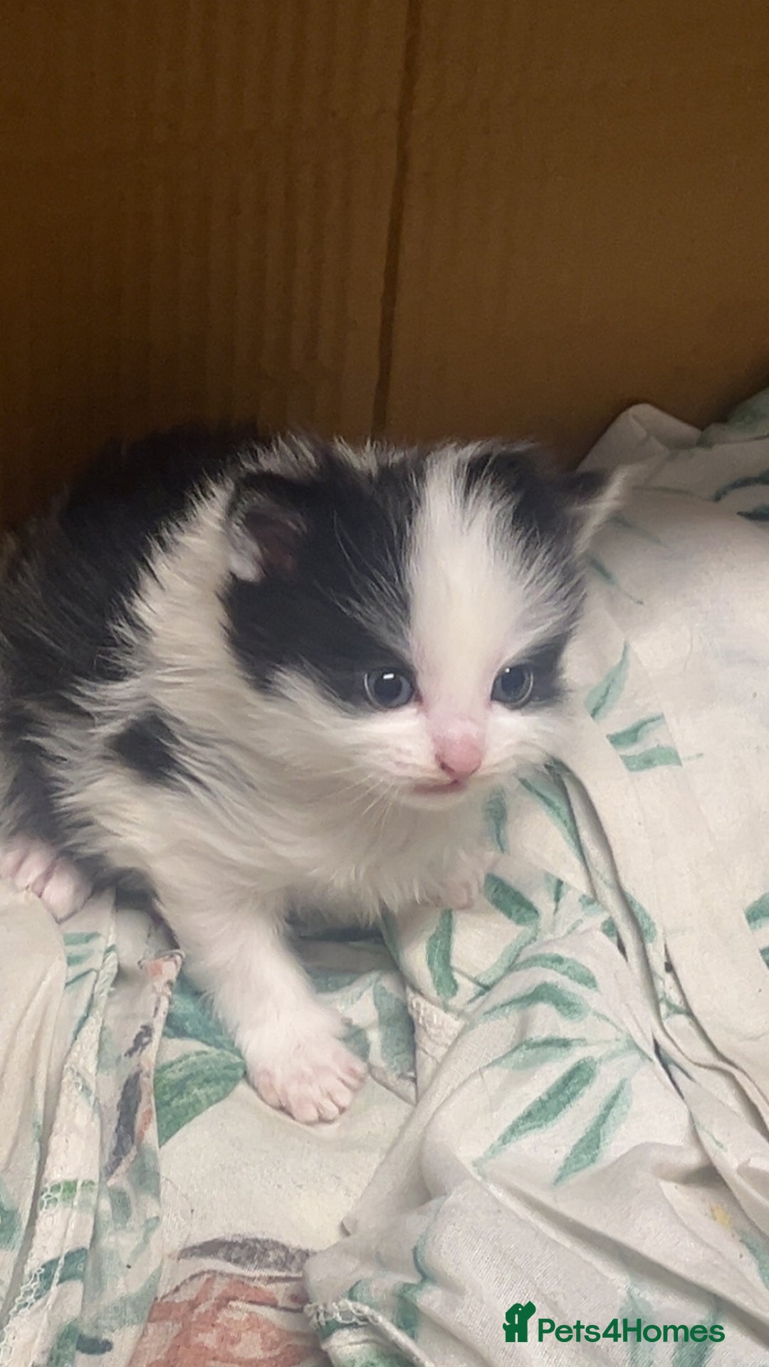 Mixed Breed cats for sale: 2 male kittens  - Advert 5