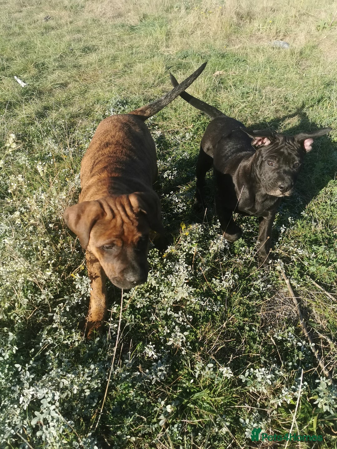 Bandog dogs for sale: Bandog/Bandogee puppies for sale.  - Image 12