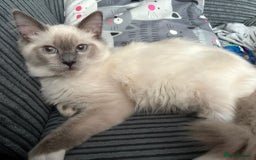 Ragdoll cats for sale: 2 Loving Ragdoll males - Image 6