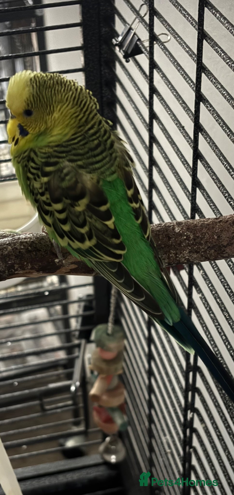 Budgerigars birds for sale: Young Green Male Budgie - Advert 2