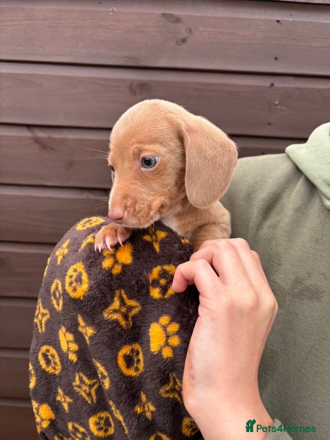 Dachshund dogs for sale: 🎅Beautiful miniature dachshunds🏡 - Advert 7
