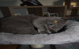 British Shorthair cats for sale: Teddy-Soft Blue British Shorthair Kitten - Image 9