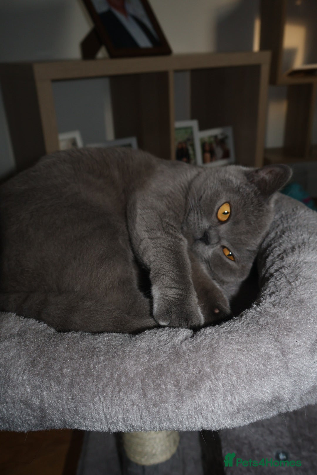 British Shorthair cats for sale: Teddy-Soft Blue British Shorthair Kitten - Image 9
