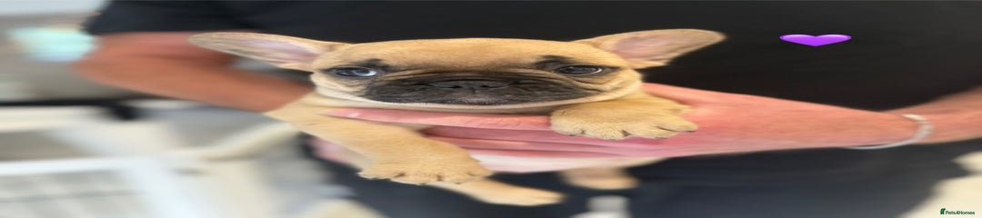 Purple collar female