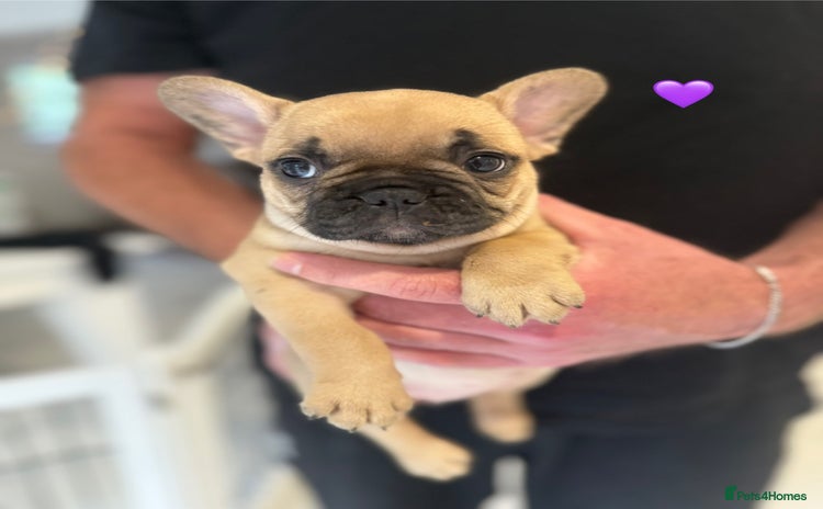 French Bulldog dogs - Advert 14
