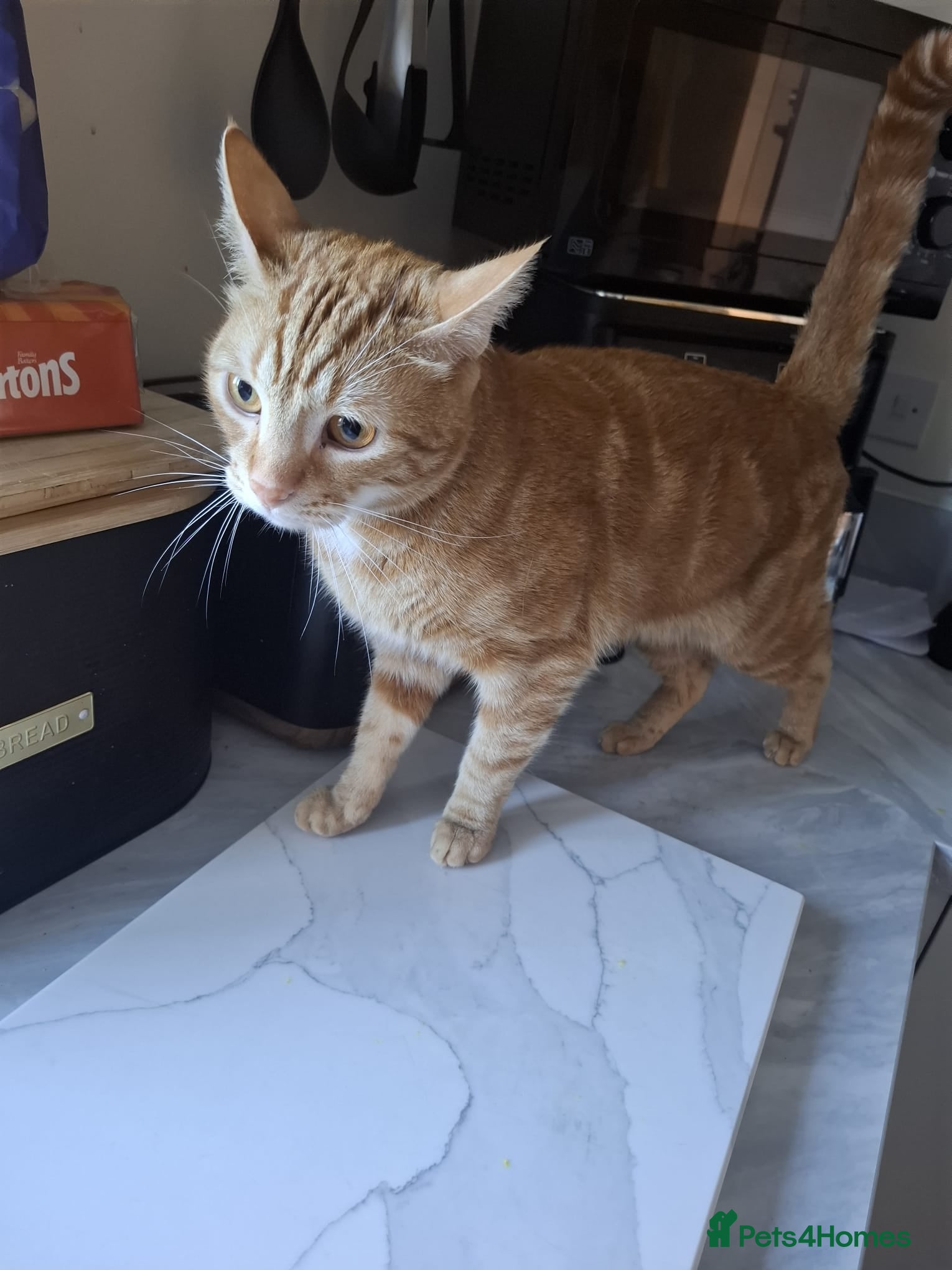 Mixed Breed cats Ginger male for rehome - Advert 1
