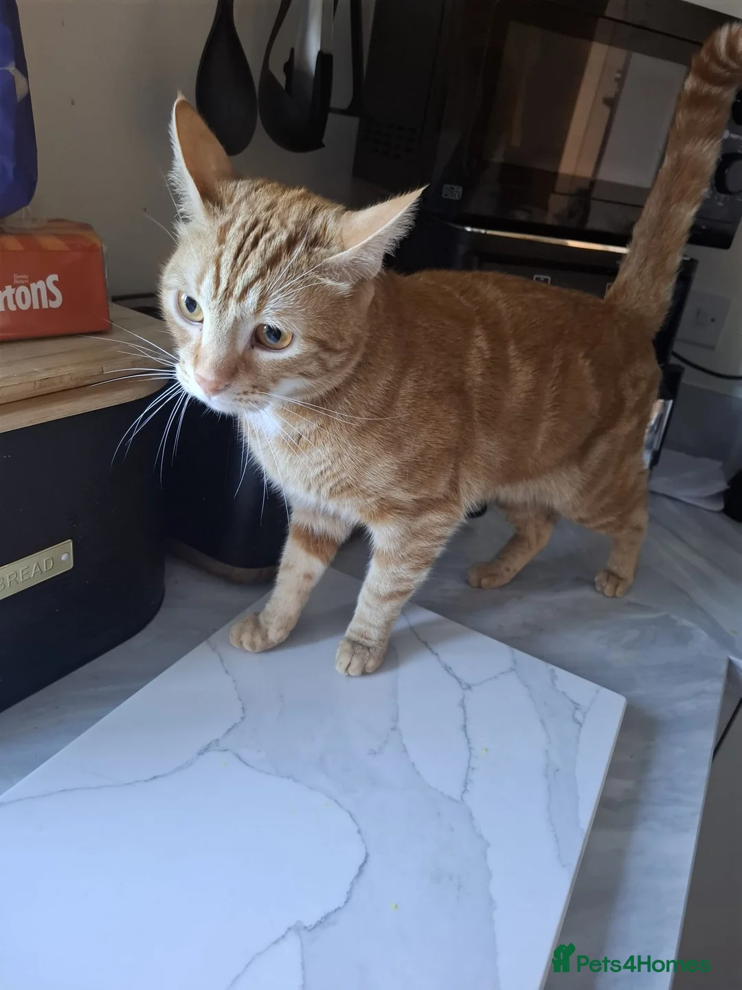 Mixed Breed cats for sale: Ginger male for rehome - Advert 1