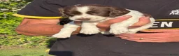 English Springer Spaniel dogs for sale: English Springer Spaniel puppies for sale. - Advert 9