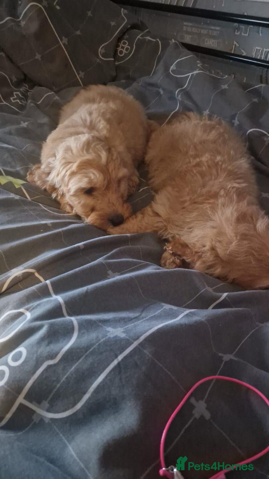 Cavapoo dogs for sale: Cavapoo puppy's  - Advert 3
