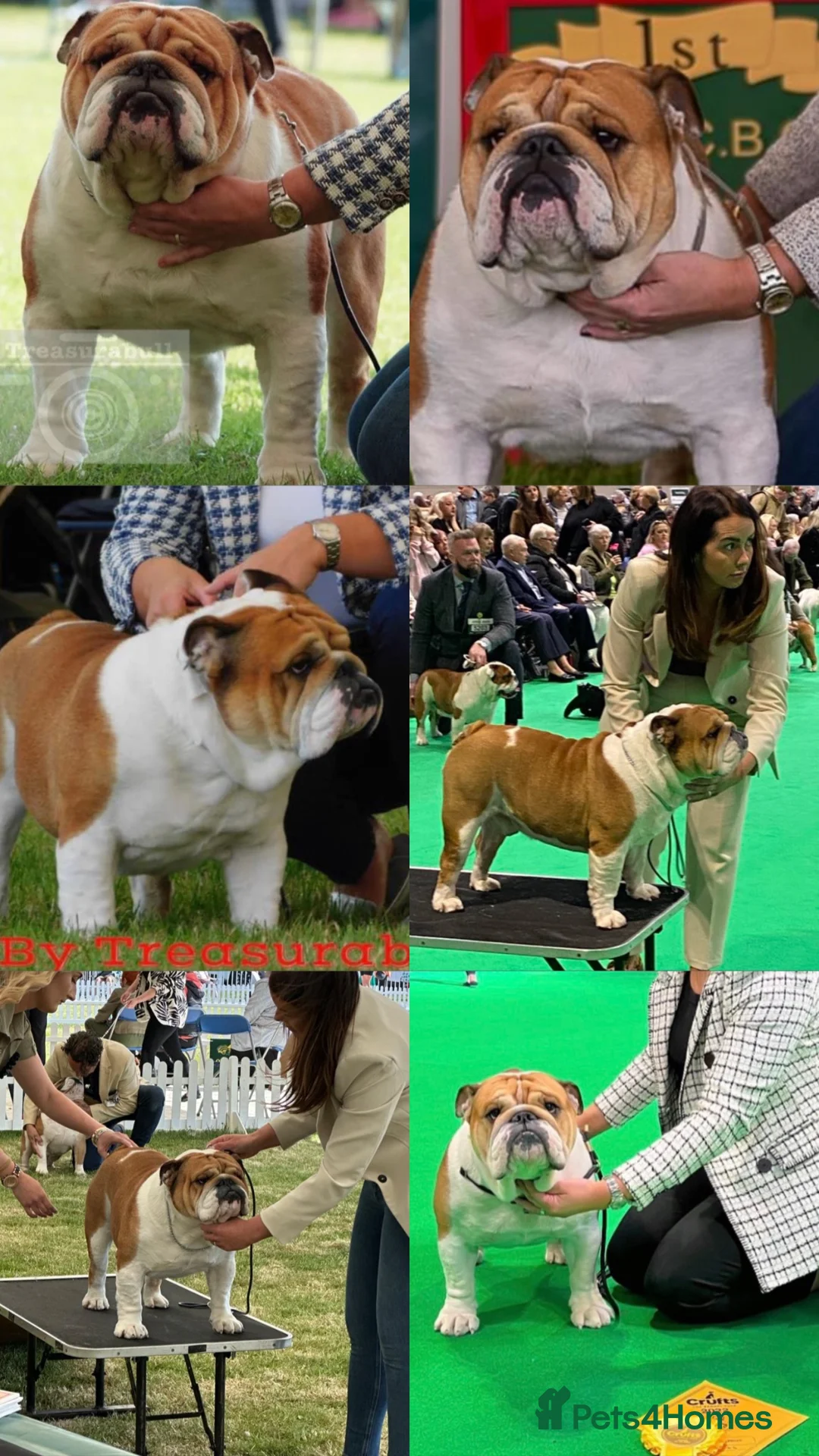 English Bulldog dogs for stud: KC Reg Standard Bulldog available at stud - Advert 5
