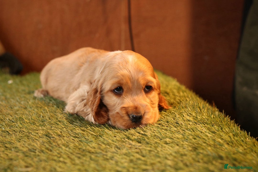 Cocker Spaniel dogs for sale: Stunning litter of show type cocker spaniels - Advert 7