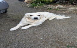 Golden Retriever dogs for stud: Gorgeous registered golden retriever Stud - Image 6