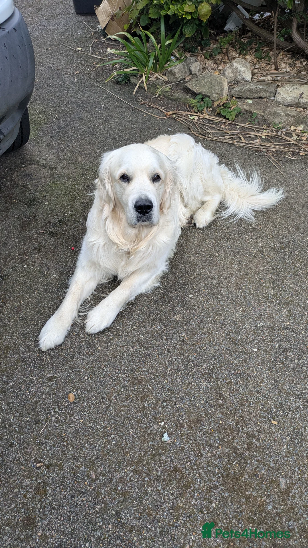 Golden Retriever dogs for stud: Gorgeous KC registered golden retriever Stud,  - Advert 9