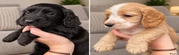 Cocker Spaniel dogs for sale: KC REGISTERED WORKING COCKER SPANIEL PUPPIES - Advert 6