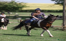 Other Breed horses for sale: Stunning Coloured Gelding - Advert 11