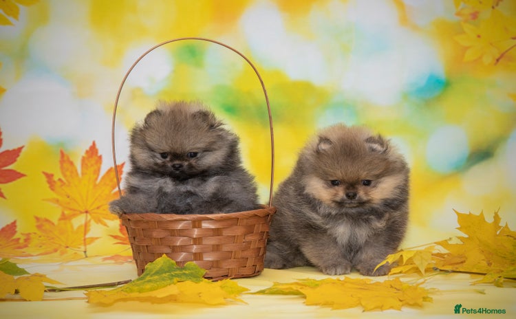 Pomeranian dogs - Advert 3