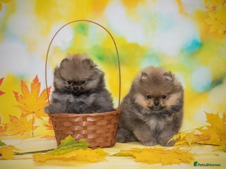 Pomeranian dogs Pom Puppies for Pom lovers - Advert 6
