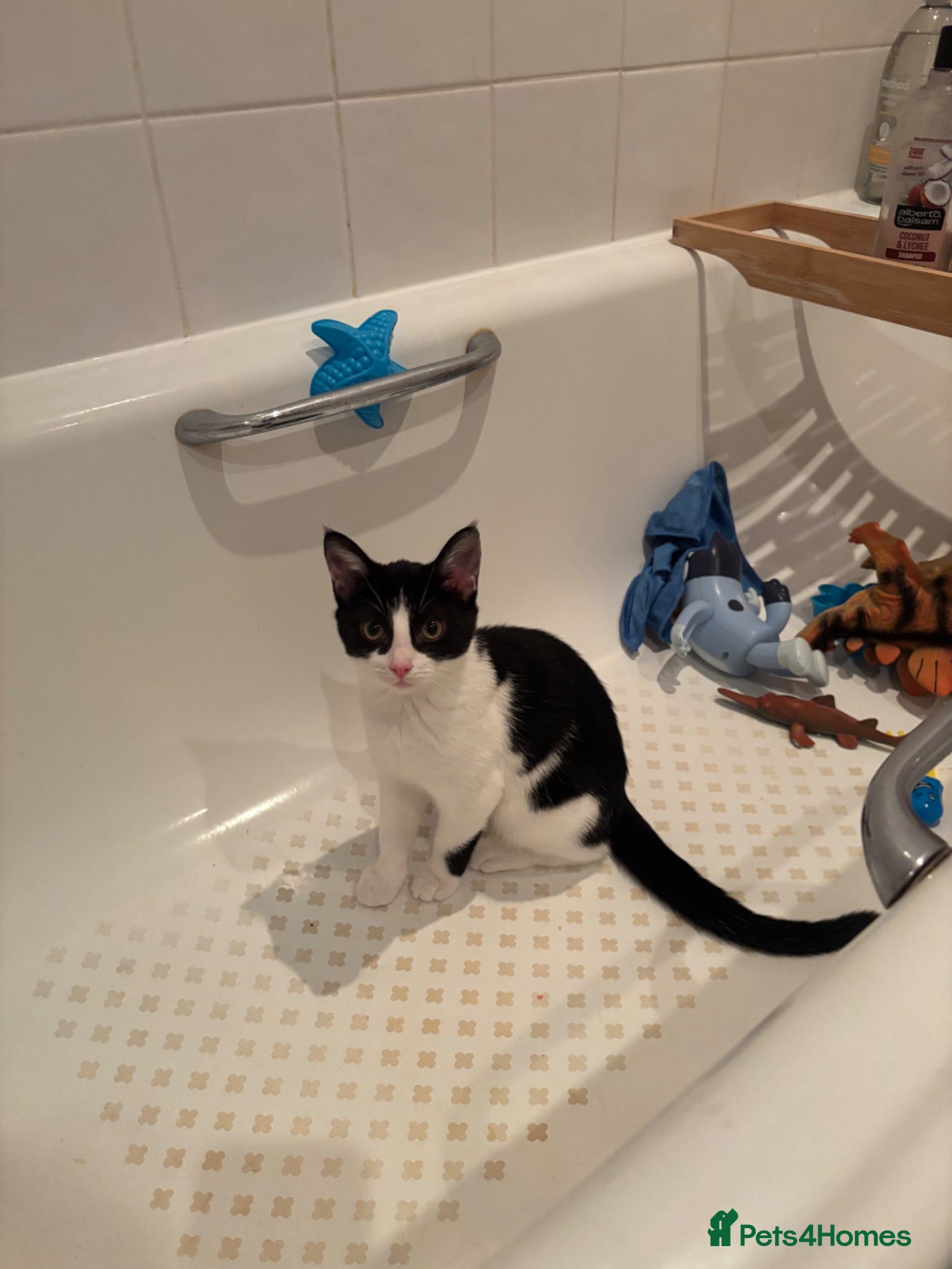 Mixed Breed cats Kitten  - Advert 9