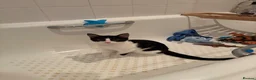 Mixed Breed cats for sale: Kitten  - Advert 1