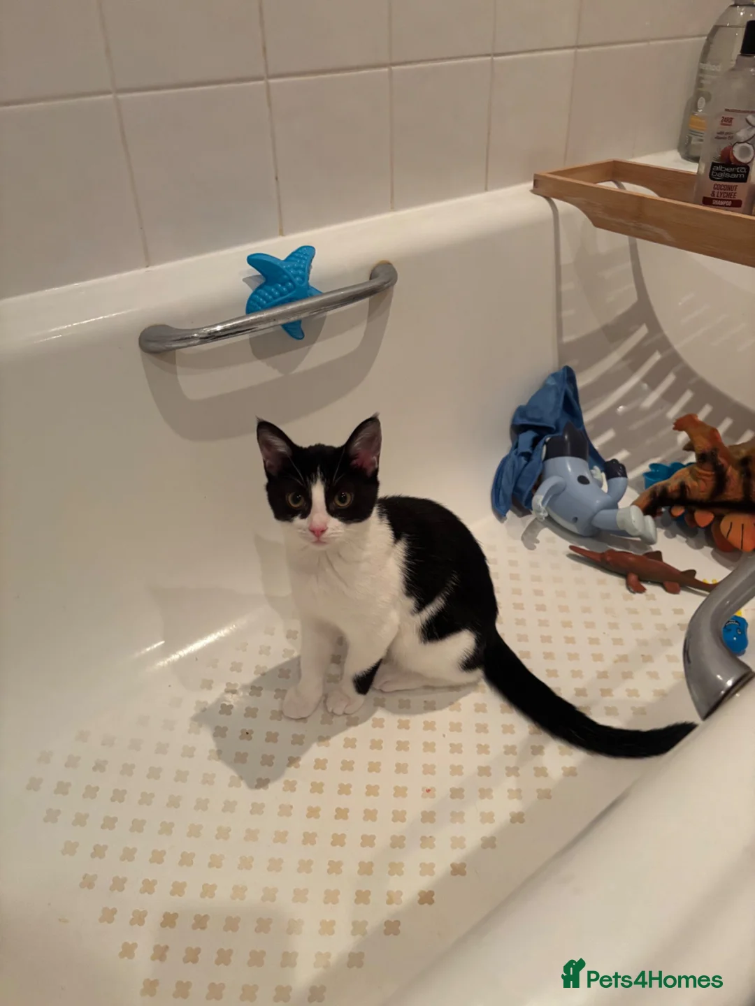 Mixed Breed cats for sale: Kitten  - Advert 1