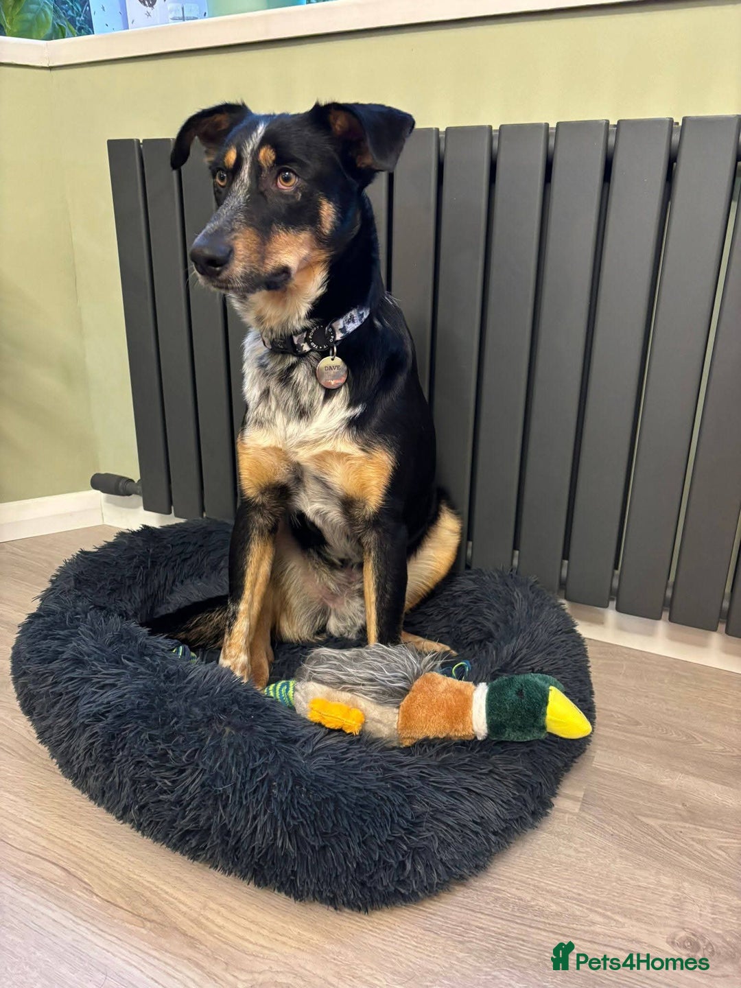 Mixed Breed dogs for adoption: Meet Dave,  currently residing in Aberdeen - Advert 16