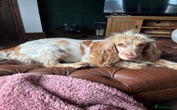 Mixed Breed dogs for sale: Golden doodle x Cocker Spaniel puppies  - Image 4