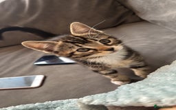 Mixed Breed cats for sale: Gorgeous naughty Tabby kitten 😍♥️ - Image 3