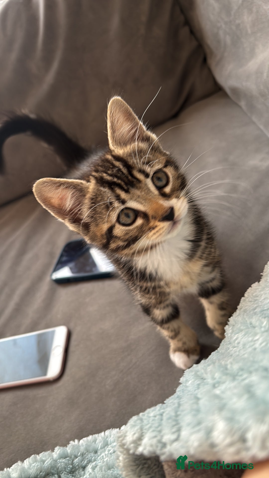 Mixed Breed cats for sale: Gorgeous naughty Tabby kitten 😍♥️ - Image 3